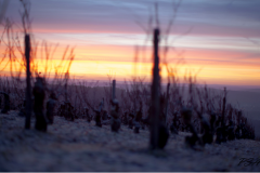 Coucher de soleil dans les vignes