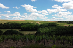 Panorama Vigne