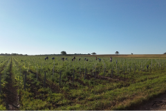 Désherbage à la pioche en équipe