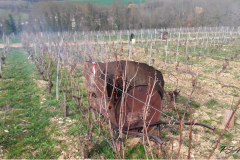 Bruleau dans les vignes