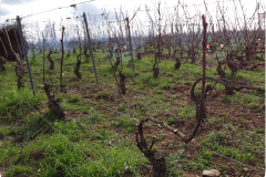 Taille saison 2016/2017