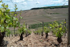 Aperçu des vignes en Mai 2017